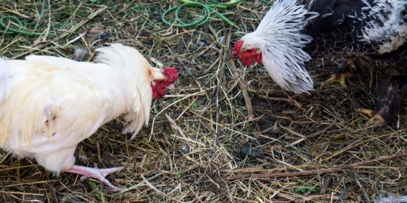 Nhà cái quy định luật chơi chọi kê chặt chẽ